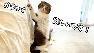 🐈かまってもらいたくて思わず挙手しちゃった甘えん坊猫w