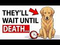 Your DOG Waits Their WHOLE LIFE For You to DO THIS! (Dont Betray Them)