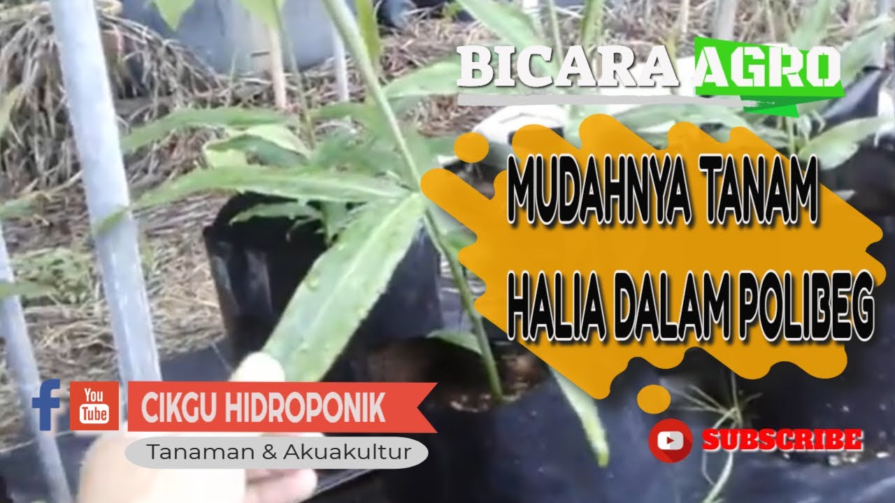 MUDAHNYA TANAM HALIA DALAM POLIBEG 