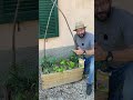 Lumache nell'orto: rimedio biologico