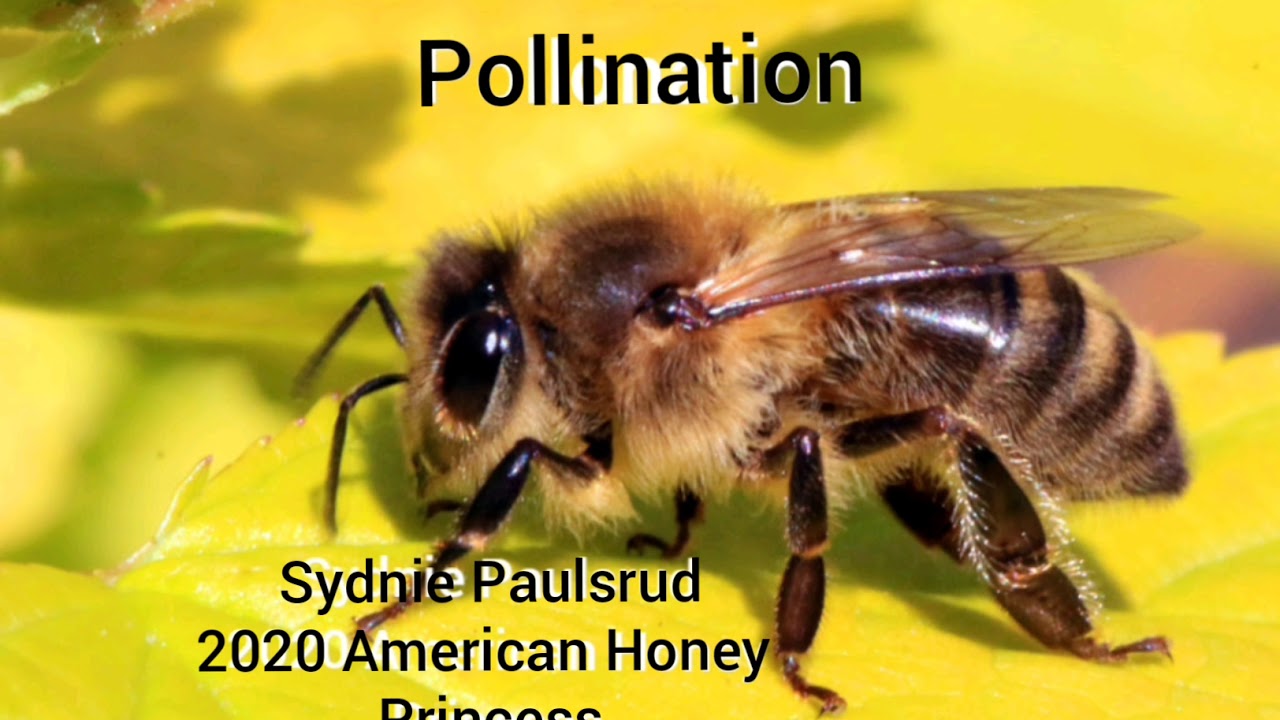 Honeybee Pollination