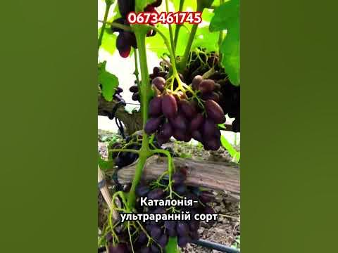 Виноград Каталонія-ультраранній сорт - YouTube