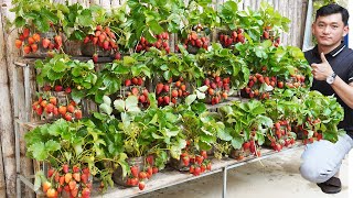The Secret To Growing Strawberries At Home Is Easy And Yields 5 Times Higher by Gardening Recipes 69,158 views 1 month ago 15 minutes