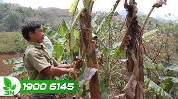 Nhận biết bệnh vàng lá héo rũ, sâu đục thân trên cây chuối