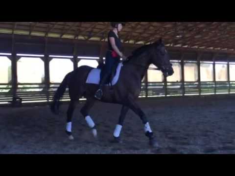 trot connection - lesson raws