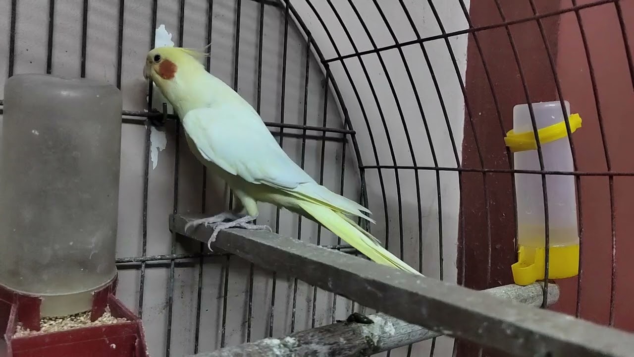 تغريد الكوكتيل لتحفيز الأنثى علي التزاوج َدخول العش