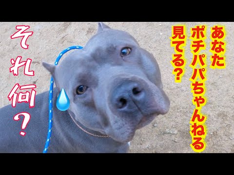 ピットブルと賃貸、本当にペット可？実体験からわかった犬種差別を避ける3つの方法