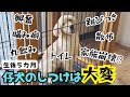 【犬 しつけ】【ゴールデンレトリバー】子犬が大暴れ!?噛み癖、興奮、早食い、トイレ、お散歩の悩みこれで解決!