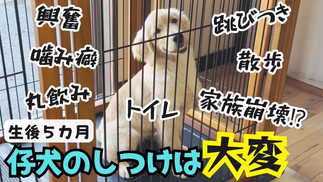 【犬 しつけ】【ゴールデンレトリバー】子犬が大暴れ！？噛み癖、興奮、早食い、トイレ、お散歩の悩みこれで解決！