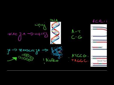 Wideo: Różnica Między Chromosomem A Chromatydem