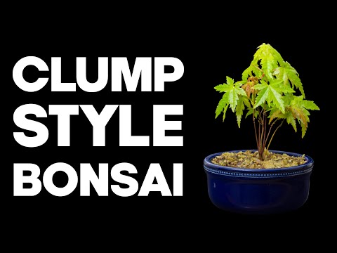 How To Make A Clump Style Bonsai - Kabudachi