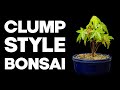 How to make a clump style bonsai  kabudachi