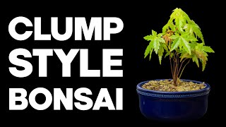 How To Make A Clump Style Bonsai  Kabudachi