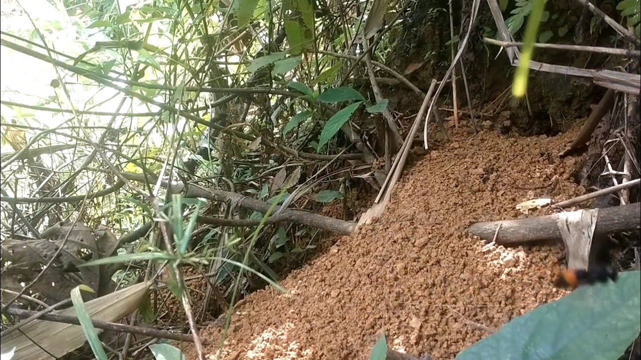 Cách pha mật ong để rủ ong về hiểu quả cao gặp tổ ong đất đen có hai đống đất. - Tình Thợ Rừng 