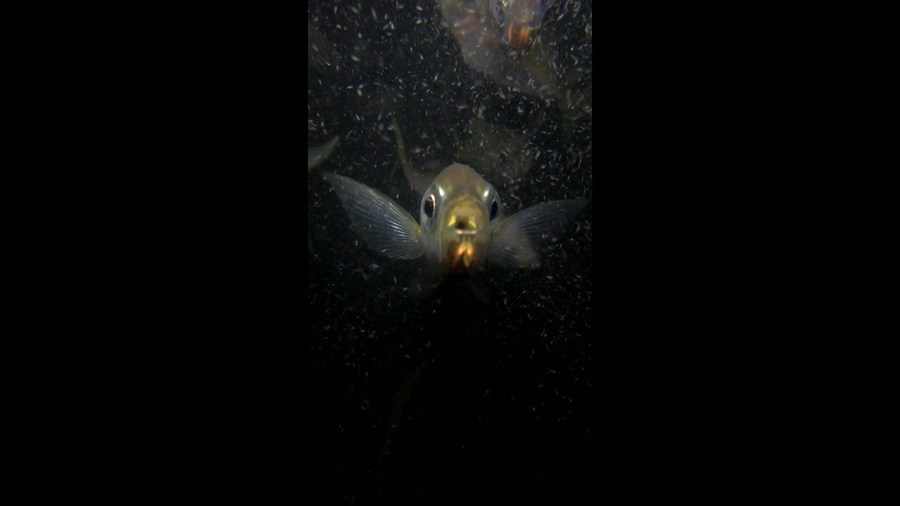 アジの口の中にウオノエはいるのか？