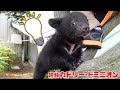 赤ちゃんぐまが初めて木登りできて喜ぶ瞬間が可愛すぎ！