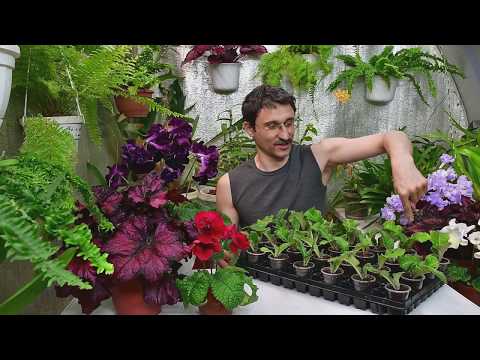Что влияет на развитие корневой системы растений
