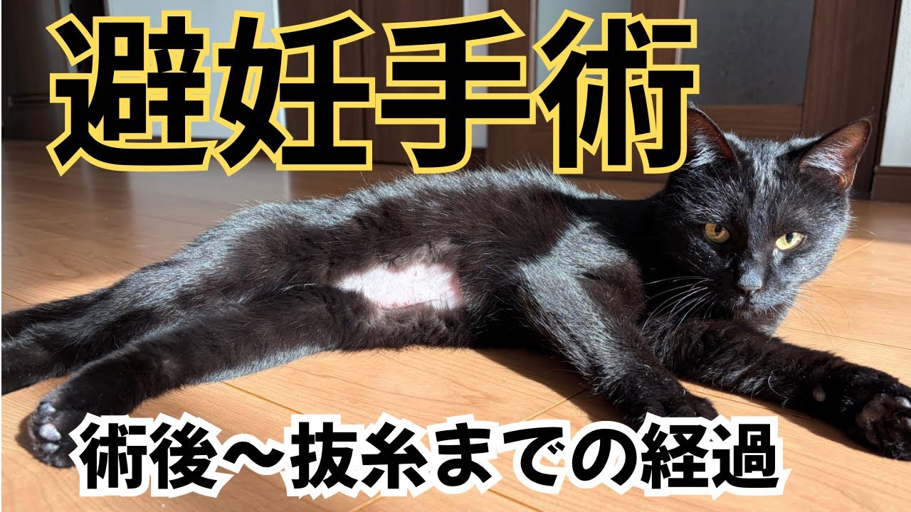 【避妊手術】術後〜抜糸までの経過をお伝えします