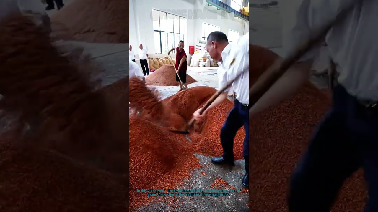 Traditional Brewing Process: Workers Handle Grain for Liquor Making | Craft Alcohol Production