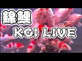 KOI FISH LIVE #錦鯉 #koi #carp #錦鯉水槽飼育