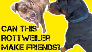 Can this Rottweiler make friends? ￼I assess what triggers him and what dogs he likes by Jason Harris Dog Training 322 views 2 months ago 24 minutes