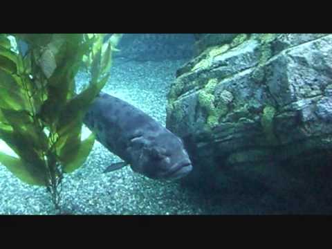 Video Nuôi trứng CÁ MẬP(Shark) và cho CÁ ĐUỐI KHỔNG LỒ ăn Xà... - youtube