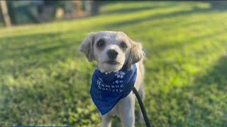 KPRC 2 Pet Project - Meet Sahara!