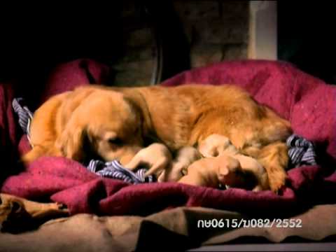 Pedigree Thailand Puppy Life Stage.mp4