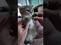 おばあちゃんに弄られるマンチカンの仔猫 Munchkin kitten being played with by grandma#癒し #cute #可愛い #子ネコ #猫好きさんと繋がりたい