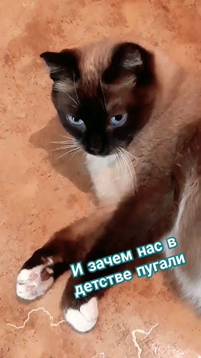 А Васька слушает, да ест... - YouTube