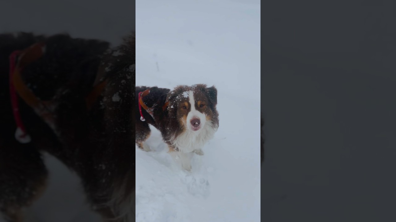 #winter #sports #mountains #dog #walking #australian #shepherd #aussie #fyp #trending #reels #viral