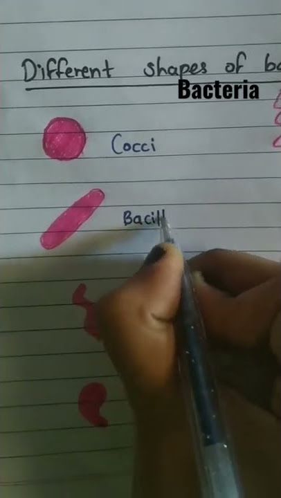 Different shapes of bacteria