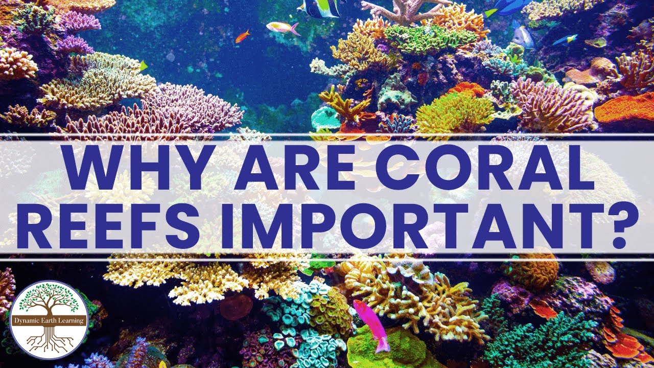 Why Are Coral Reefs Important? Ocean Sustainability - YouTube