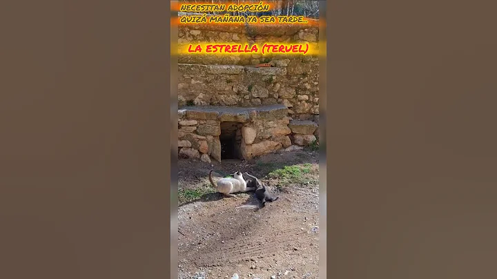 Video 11396961: siamese cat cute kitten, siamesecats cute cat, gatos siamese cat, siamese cat cute love, korat cat