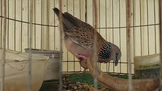 លលកធ្នាក់ខ្មែរលក់ | លលកធ្នាក់ចាស់ | លក់លលកធ្នាក់ចាស់ | លលកធ្នាក់ខ្មែរ | 069320088