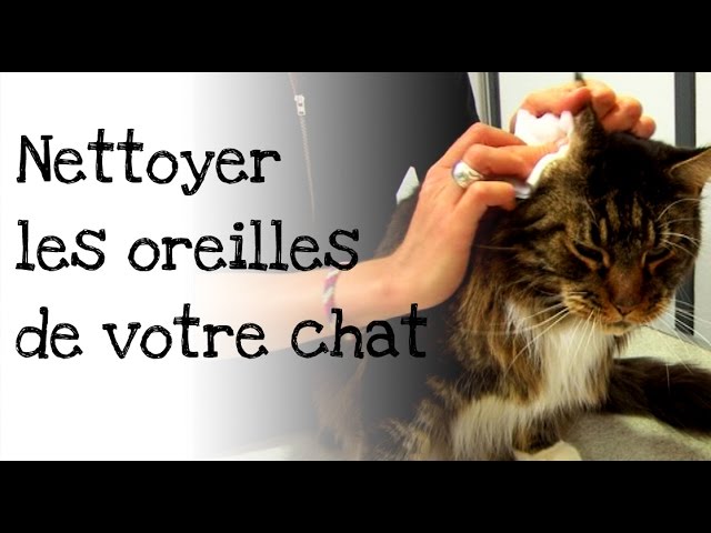 Oreilles du chat : comment les nettoyer ?