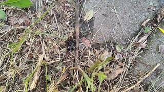 Desolation of the Spotted Lanternflies (2026) screenshot 2