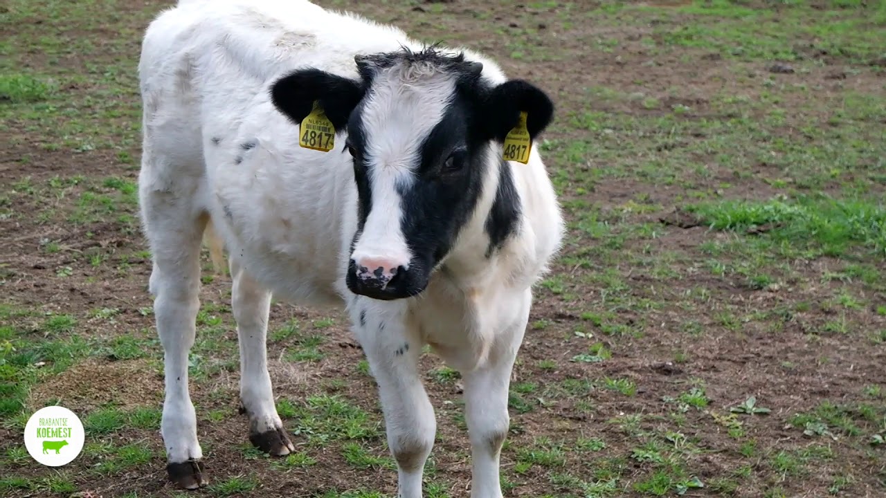 Brabantsekoemest Mestverspreider KLEIN2