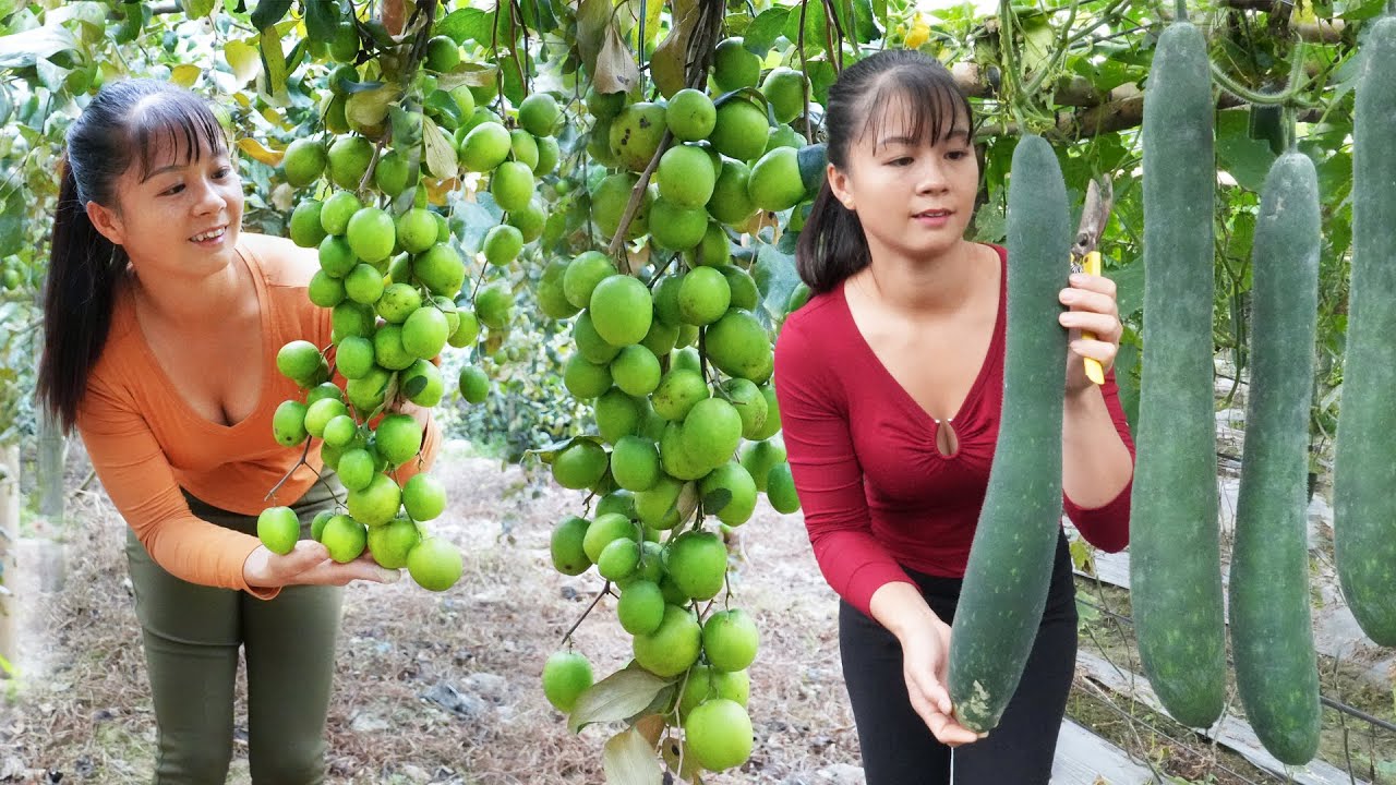 REWIND TIMELAPSE --750 Days Harvest Many Chinese Apple, Carrot, Cauliflower,.../Phương's Story