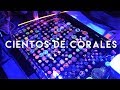 Fuí a un expo donde había cientos de corales - ReefWorx Seattle