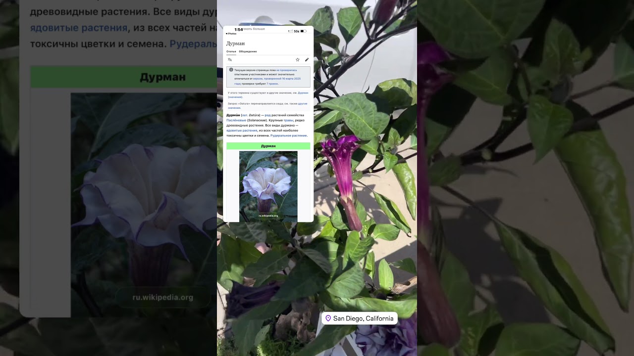 Как растет Дурман? 