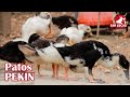 Cría de patos Pekín | Características y beneficios | Granja San Lucas