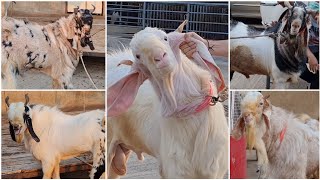 Saif & Sahil's Andul Goats at JD Goat Farm Mumbai