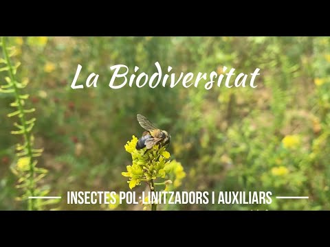 Vídeo: Quins són els pol·linitzadors alternatius a les abelles