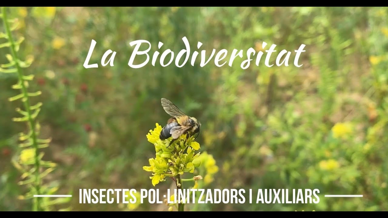 La biodiversitat, insectes pol·linitzadors i auxiliars.