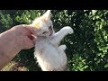 【子猫を保護しました】迷い猫 Lost kitten