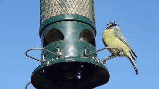 Cute little one taking a meal {Blue Tit}