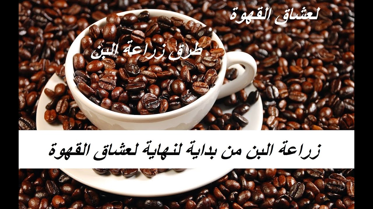 من أماكن زراعة البن