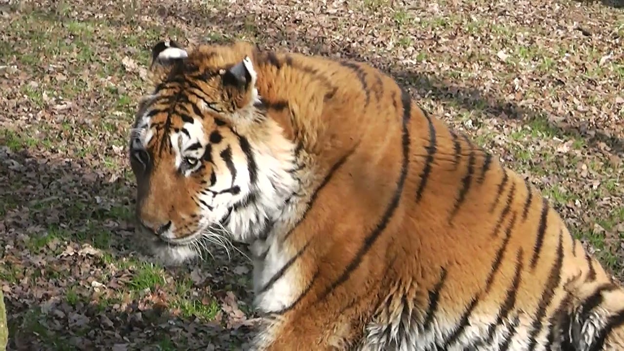 Tiger Stands Up (FREE CLIP TO USE)