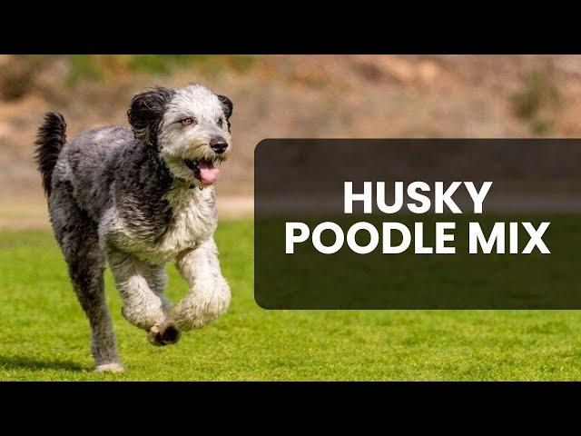 "Husky and Poodle Mix: An Unforgettable Companion" 3 sddefault